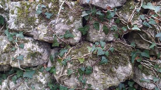 Rocas con hiedras